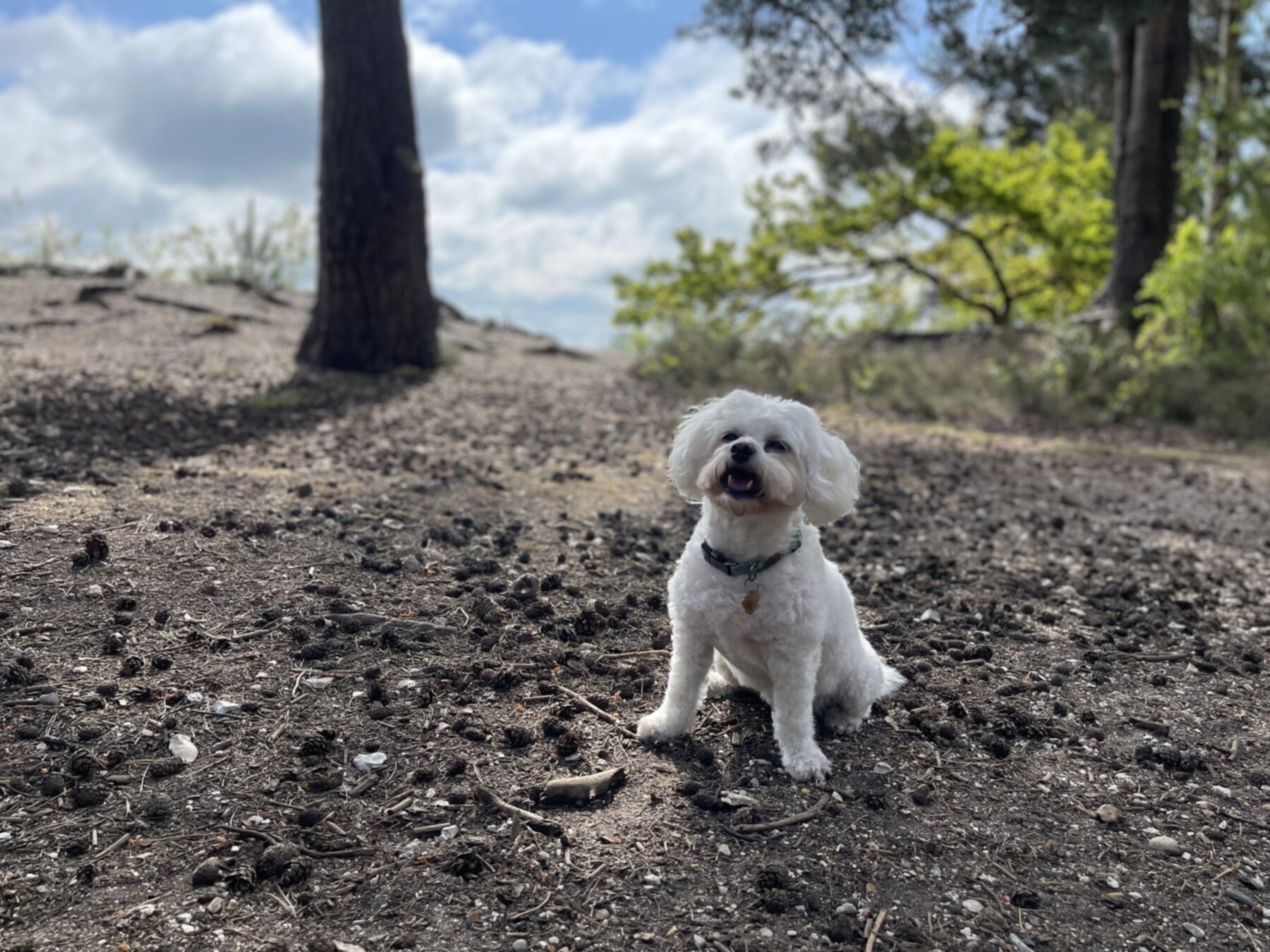 Dog on the beach